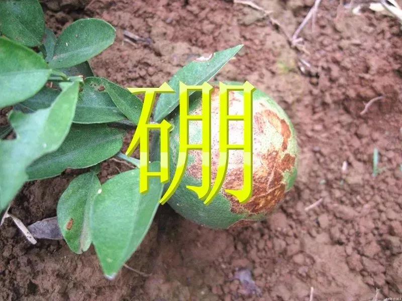 ȱΣ󣡲Դȫ