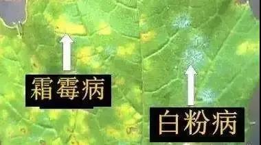 ɱĴ࣬÷ɶͬ