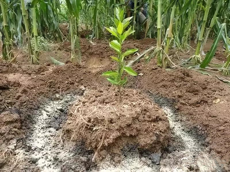 лЧЩԭɵģ